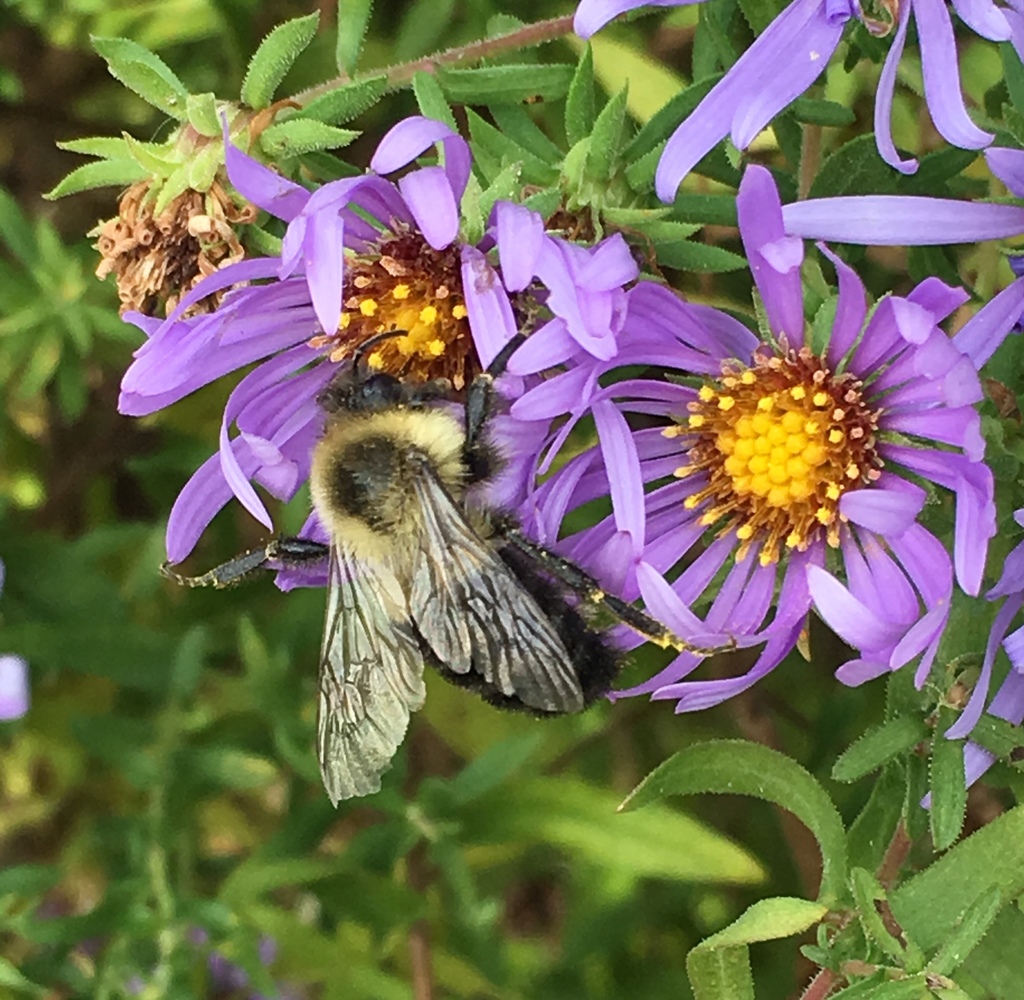 Aromatic-aster-and-bumblebee-Amy-G