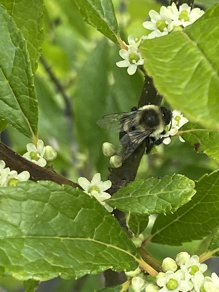 bumblebee-on-Ilex
